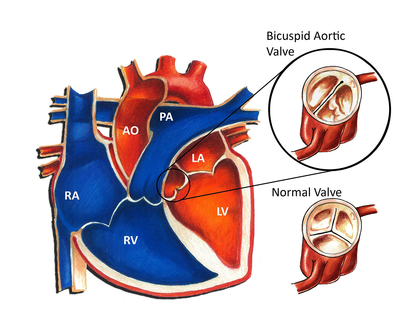 Bicuspid Valve Function And Location Oliver Jones