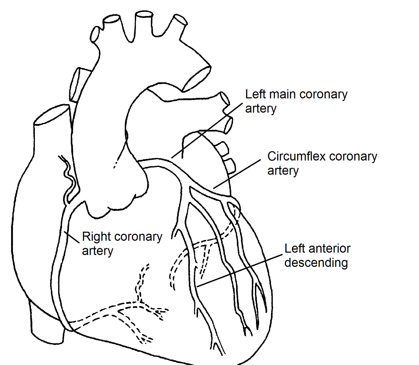 Coronary Arteries Supply