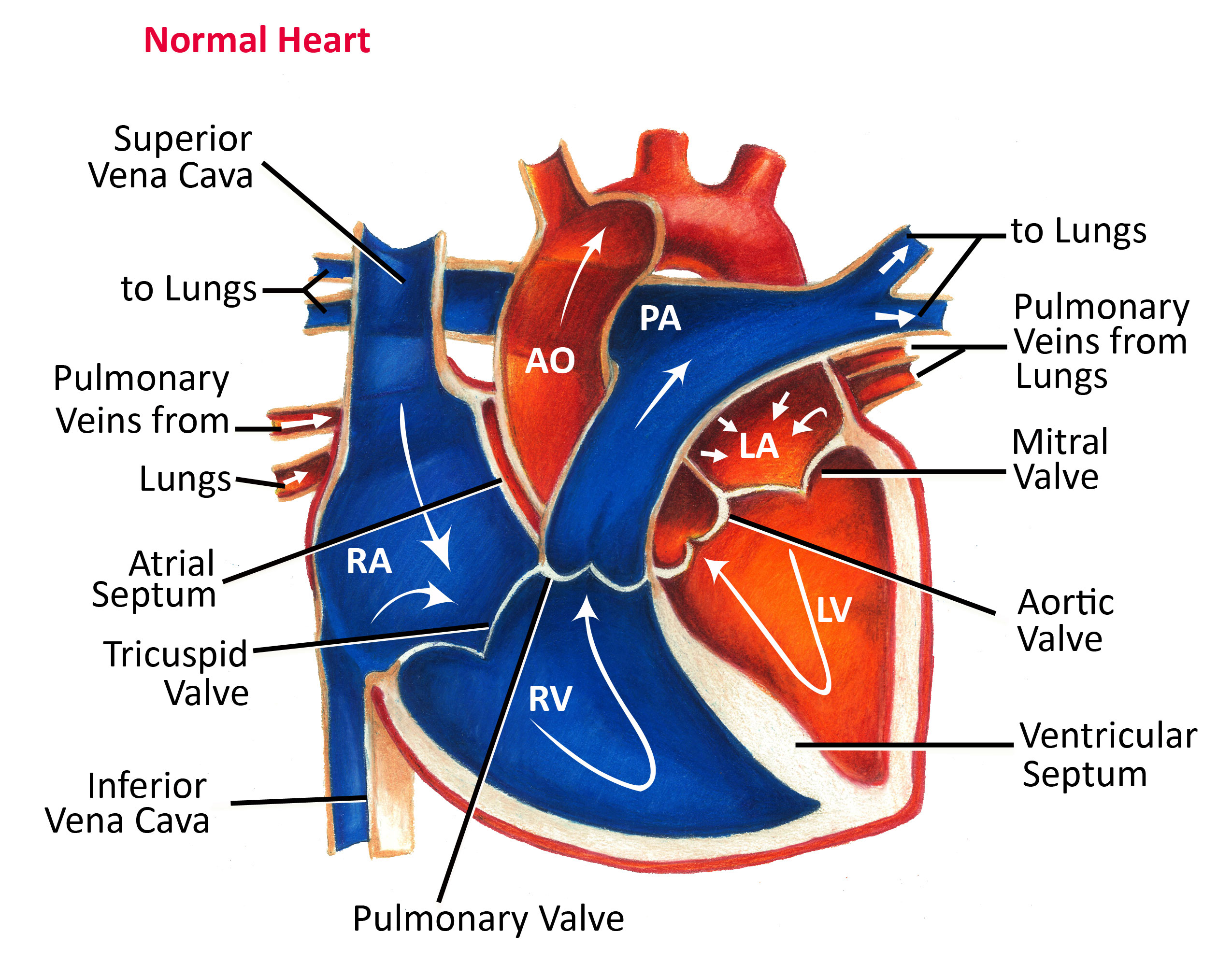 Normal Heart Anatomy and Blood Flow - Pediatric Heart ...